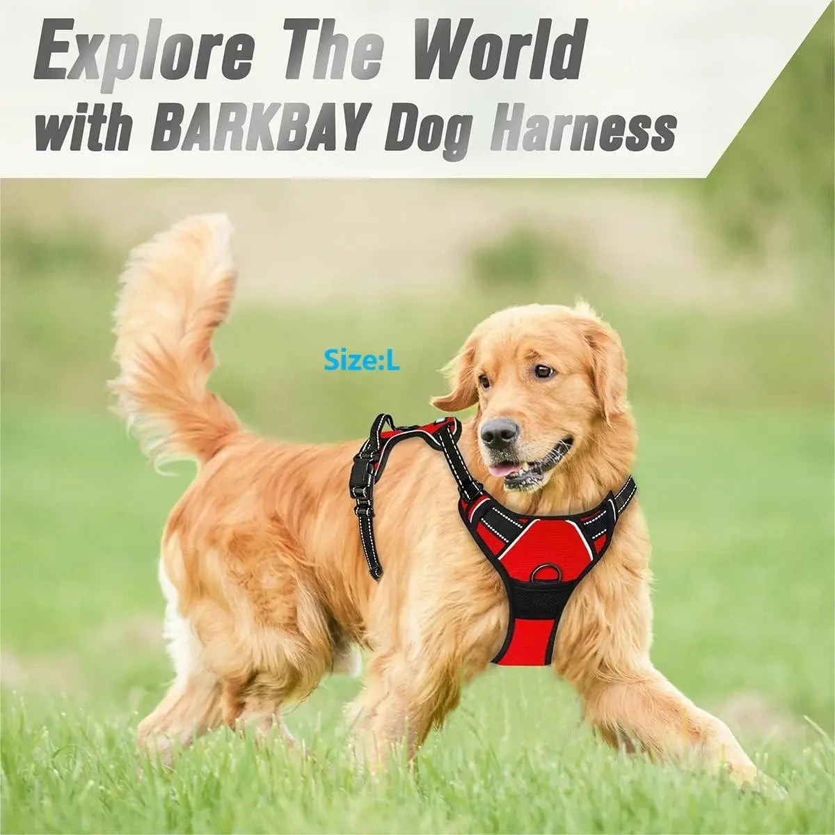 No-Pull Harness